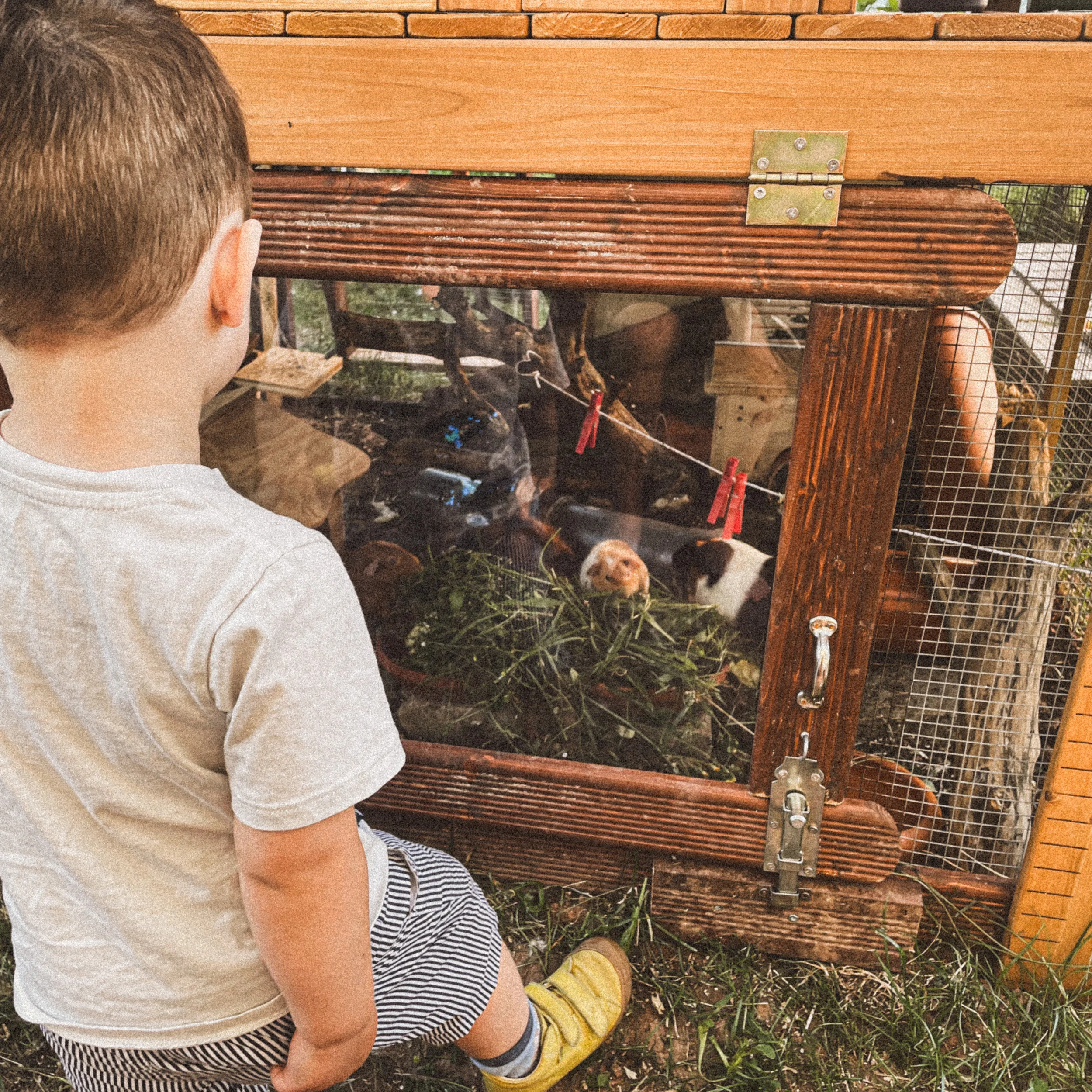 Zu unserem Haushalt kamen diesen Monat auch neue Mitglieder hinzu – unsere Meerschweinchen. Diese kleinen, lebhaften Tiere haben sofort begonnen, große Freude in unser Zuhause zu bringen und sind besonders bei den Kindern beliebt.
